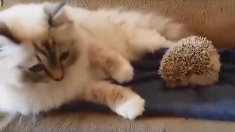 肥猫最新爆料视频